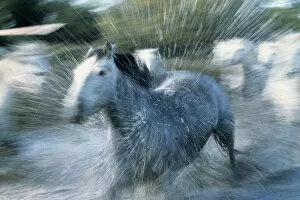 Art Wolfe Photography Gallery: Wild Horses (Equus Caballus) France
