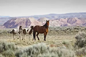Colt Prints: Wild horses Equus caballus Mare with colts on sagebrush Artemisia tridentata priaire of Cody