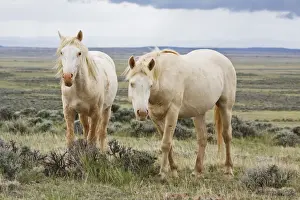 Wild horses Equus caballus roaming on sagebrush Artemisia tridentata priaire of Cody, Wyoming, USA