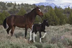 Images Dated 20th April 2016: Wild Horses (Equus ferus caballus), mare with young colt