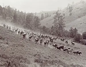 Montana Prints: Wild Horses on Hillside Terrain