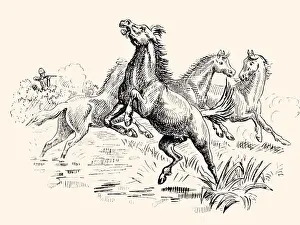 Equidae Prints: WILD HORSES (XXXL)