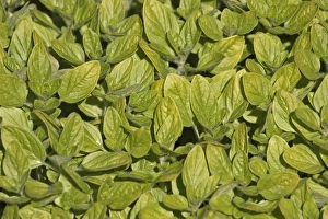 Images Dated 29th May 2010: Wild marjoram or Oregano -Origanum vulgare-