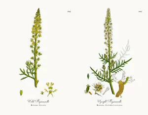 Images Dated 20th November 2017: Wild Mignonnette, Reseda Lutea, Victorian Botanical Illustration, 1863