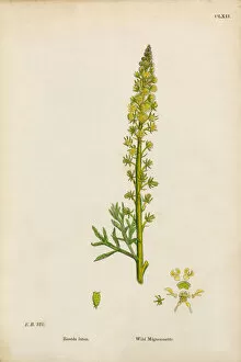 Images Dated 2nd February 2017: Wild Mignonnette, Reseda Lutea, Victorian Botanical Illustration, 1863