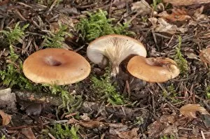 Wild mushroom -Lepista inversa-, Untergroeningen, Baden-Wuerttemberg, Germany, Europe