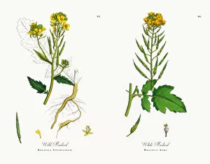 Images Dated 15th November 2017: Wild Mustard, Brassica Sinapistrum, Victorian Botanical Illustration, 1863