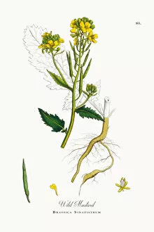 Images Dated 26th September 2017: Wild Mustard, Brassica Sinapistrum, Victorian Botanical Illustration, 1863