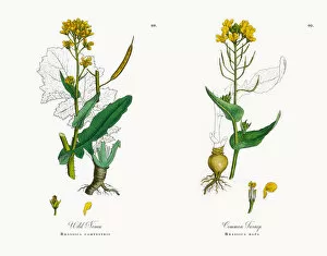 Images Dated 15th November 2017: Wild Neveu, Brassica campestris, Victorian Botanical Illustration, 1863