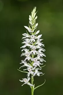 Wild Orchid -Dactylorhiza saccifera-, Lake Kerkini area, Greece, Europe