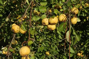 Wild Pears -Pyrus pyraster-, Allgaeu, Bavaria, Germany, Europe