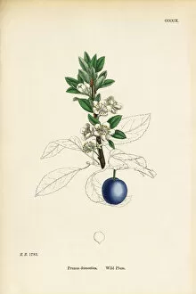 Images Dated 19th September 2017: Wild Plum, Prunus domestica, Victorian Botanical Illustration, 1863