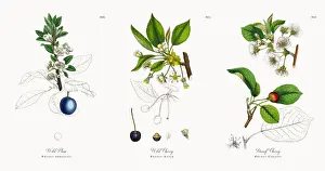 Wild Plum, Prunus domestica, Victorian Botanical Illustration, 1863