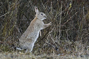 Wild Rabbit or Common Rabbit -Oryctolagus cuniculus-, feeding on flowering pussy willow -Salix sp-, De Geul, Texel