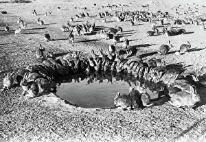 Hole Prints: Wild Rabbits Drinking at Water Hole