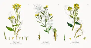 Wild Radish, Raphanus Raphanistrum, Victorian Botanical Illustration, 1863