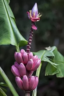 Wild Red banana (Musa velutina), flowers and fruits, Costa Rica