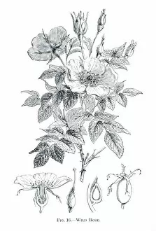 Images Dated 9th June 2015: Wild rose engraving 1898