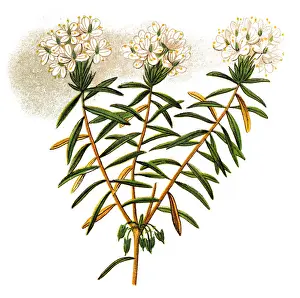 Wild rosemary (Ledum palustre)