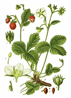 Medicinal and Herbal Plant Illustrations Collection: wild strawberry