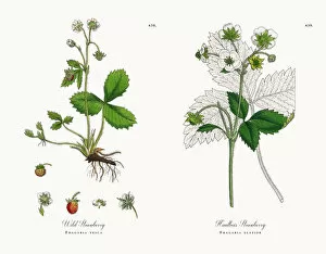 Images Dated 18th December 2017: Wild Strawberry, Fragaria vesca, Victorian Botanical Illustration, 1863