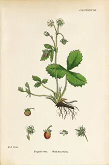 Images Dated 21st September 2017: Wild Strawberry, Fragaria vesca, Victorian Botanical Illustration, 1863