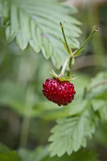 Images Dated 19th June 2012: Wild strawberry, woodland strawberry -Fragaria vesca-, Stuttgart, Baden-Wuerttemberg, Germany
