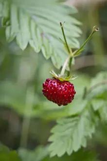 Berry Prints: Wild strawberry, woodland strawberry -Fragaria vesca