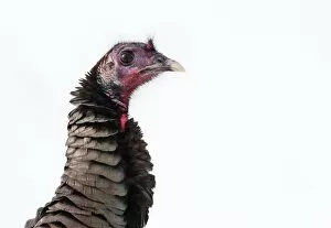 Images Dated 22nd January 2011: Wild Turkey