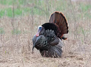 Images Dated 8th May 2011: Wild Turkey