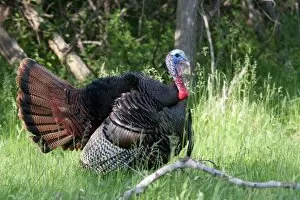 Images Dated 23rd May 2012: Wild Turkey