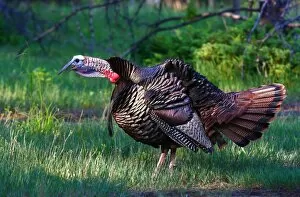 Images Dated 26th May 2012: Wild Turkey Call