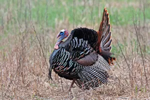 Images Dated 8th May 2011: Wild Turkey