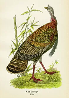 Bird Lithographs Collection: Wild turkey bird lithograph 1890