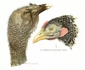 Images Dated 20th April 2017: Wild turkey and hen lithograph 1897