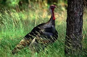 Turkey Bird Prints: Wild turkey (Meleagris gallopavo), Long Island, New York, USA