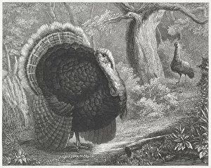 Images Dated 7th May 2013: Wild Turkey (Meleagris gallopavo), wood engraving, published in 1864
