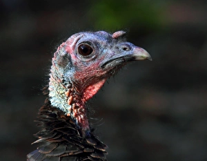 Images Dated 25th October 2011: Wild Turkey profile
