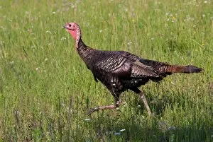 Wild turkey running (Meleagris gallopavo)