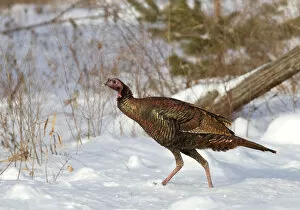 Images Dated 8th January 2012: Wild Turkey in Winter