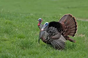 Images Dated 8th May 2011: Wild Turkeys