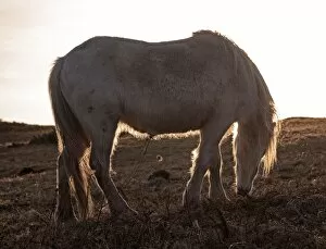 Images Dated 8th February 2011: Wild Welsh ponies