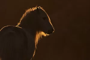 Images Dated 10th November 2011: Wild welsh pony