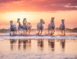 Francesco Riccardo Iacomino Travel Photography Gallery: Wild White Horses of Camargue running in water during idyllic sunset