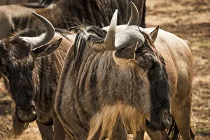Images Dated 21st June 2015: Wildabeast