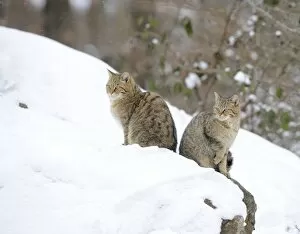 Images Dated 14th February 2010: Wildcat -Felis silvestris-, juveniles in winter