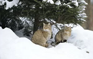 Images Dated 14th February 2010: Wildcat -Felis silvestris-, juveniles in winter in front of den