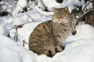 Images Dated 7th December 2012: Wildcat -Felis silvestris- sitting in the snow, captive, Thuringia, Germany