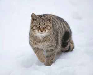Images Dated 26th January 2013: Wildcat -Felis silvestris- standing in the snow, captive, Baden-Wurttemberg, Germany