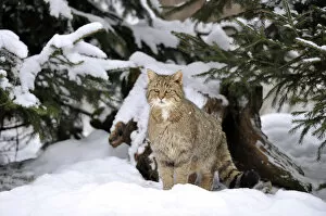 Images Dated 13th February 2010: Wildcat -Felis silvestris- in winter